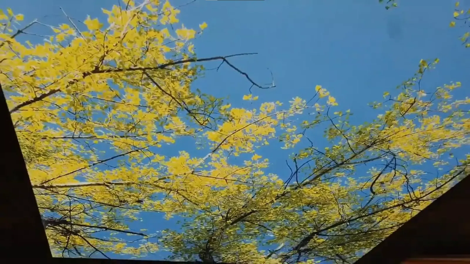 3D натяжной потолок — Липецк, Замятина, 4, фото 2